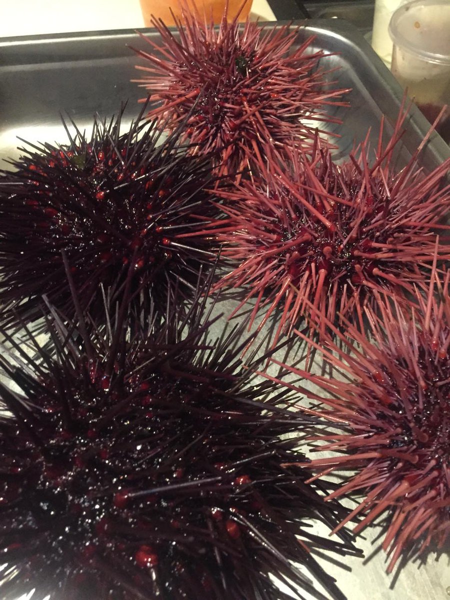 Uni pasta this weekend come and get it