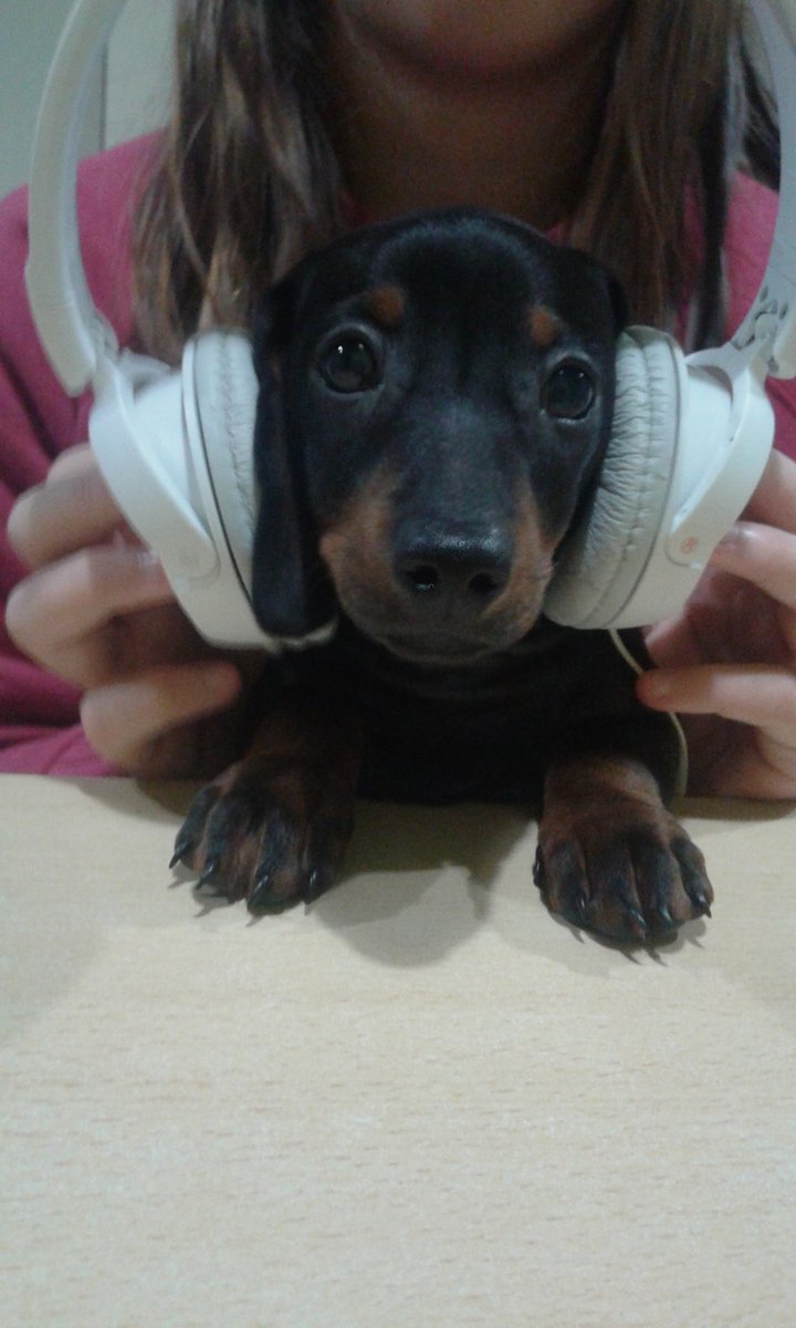 Manon_funny's tweet photo. @Marama_Agustin @rombai_ miren como le gusta escucharlos!! https://t.co/I0UFdUEwi0