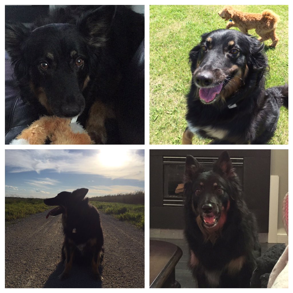 sorca3's tweet photo. 3yrs of adventures with this girl. Best decision ever made was adopting this nut #bordercollie #adoptaversary https://t.co/TkXi4OImg4