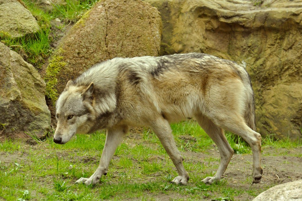 DA_resources's tweet image. Lueneburger Heide Wolves 16 by windfuchs dlvr.it/CkNHgY