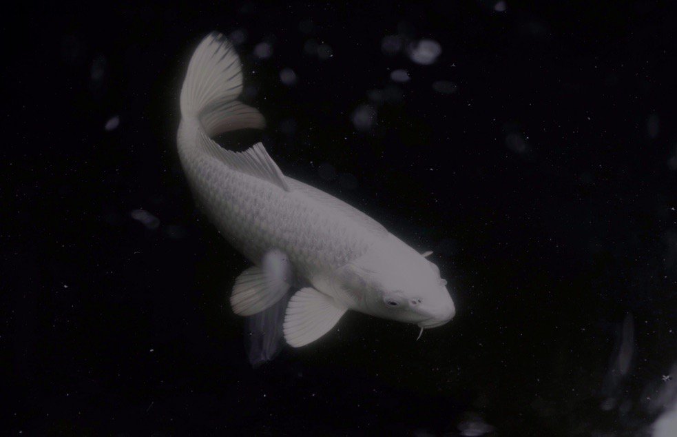 RekaJellema's tweet photo. #koi #CreaturelyPhotography
By @RekaJellema https://t.co/FvlnxsAqZc