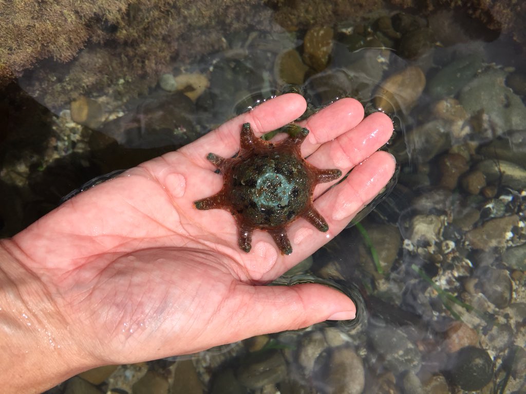 chrisnmellyr's tweet photo. Who needs to pay for an aquarium visit?  #spapschallenge2015 https://t.co/2LZfC9RbNV