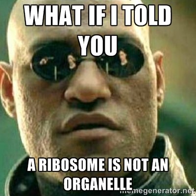 Nucleus_Period5's tweet photo. #organellewars https://t.co/Th0soImj7k