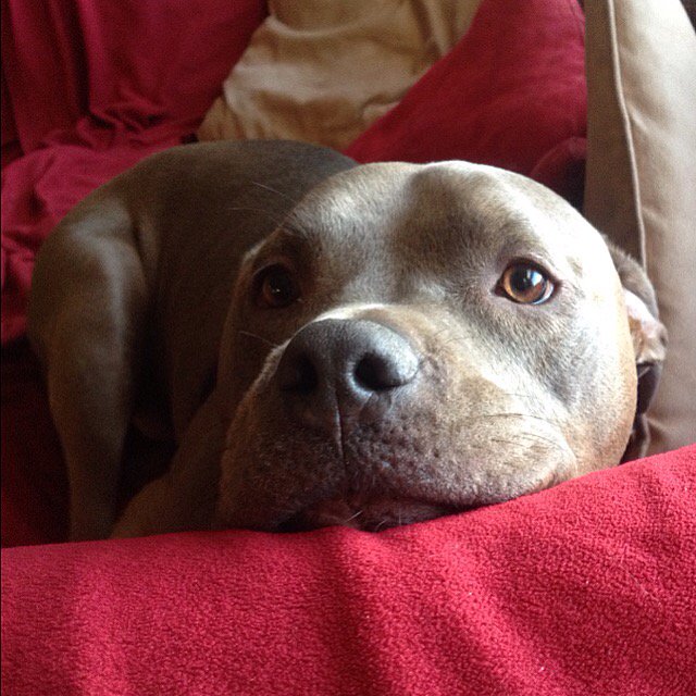 ApolloThePit's tweet image. Did ya miss me? #pitbulls #dogsoftwitter #dogs #dontbullymybreed #doglife #cutepet #dogoftheday  #doglover #adorable