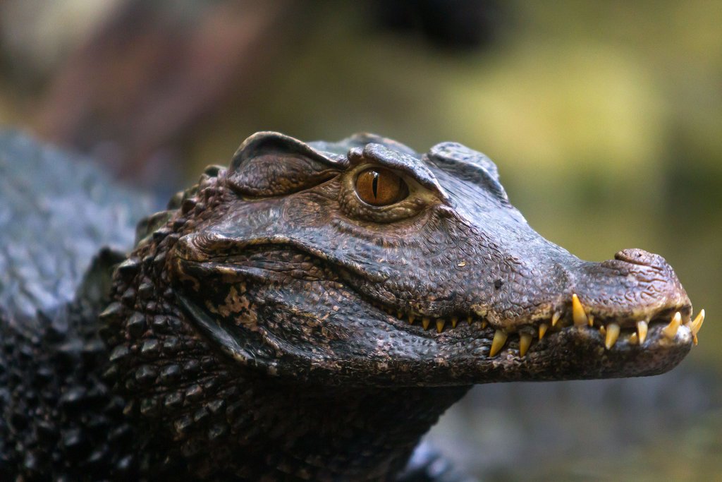 DA_resources's tweet image. Alligator by Fotostyle-Schindler dlvr.it/CkL0CG