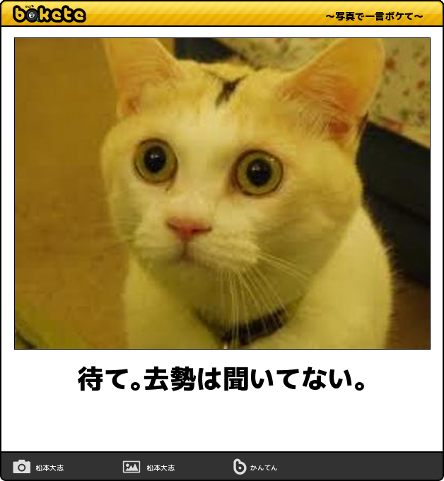 聞いてないぞ 猫ちゃんビックリその理由とは 今日の ボケて 11月日 Togetter