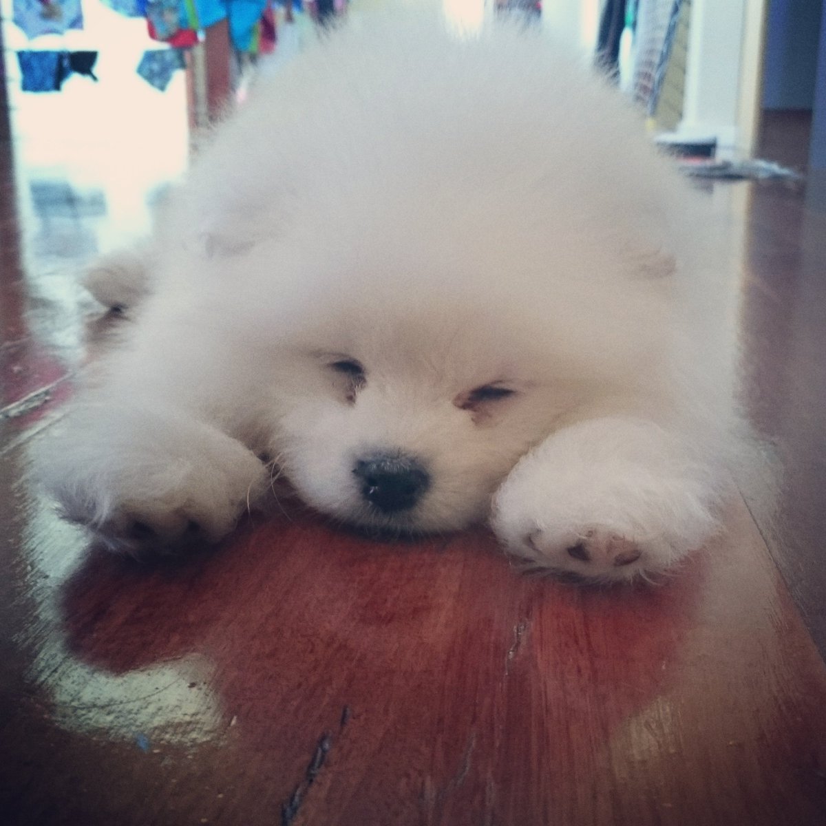 NicoleAtas's tweet photo. Our bundle of adorable fluff. #samoyed #puppy #dogs #fluffball #8weeksold #missalaska #Australia #love https://t.co/pyCyAAut6A