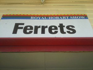 10Inspired's tweet photo. Ferrets at the show! We had a great time and look forward to coming back next year! https://t.co/tFRjZxbkW4 https://t.co/BegPtCKfJS