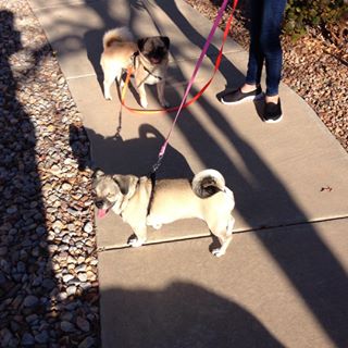 Joy_PhotoCam's tweet photo. πππΏWalking on a wonderful autumn day #pugmix #oneeyeddog #puggle #pug #pugglemix https://t.co/RcpOKpRg2f https://t.co/lj4SMgQDVq