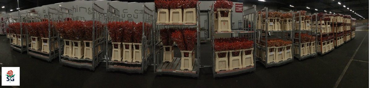 Het Ilex seizoen is nu echt begonnen ! #stargugten