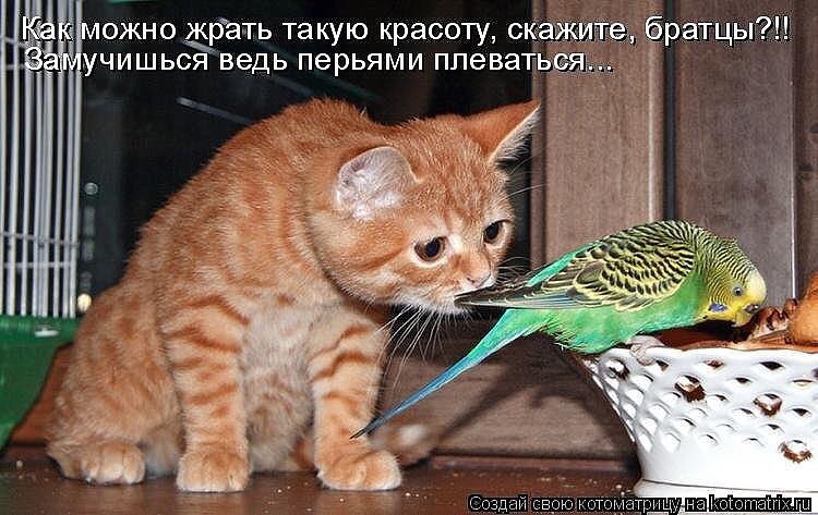 Анаста Лисова (@anastalisova) on Twitter photo 