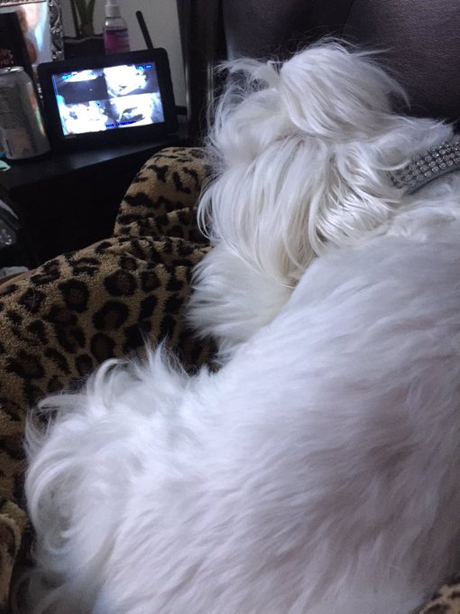 My cuddle bug good night loves!!!! ❤️❤️❤️❤️🐾🐾🐾🐾 https://t.co/vHHLu0PO4r