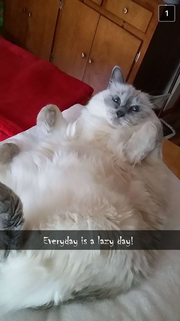 splitinuprights's tweet photo. The only fluff ball that I like #mygirl #bella https://t.co/t8dKB8a5ej