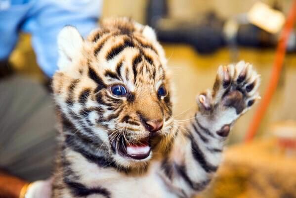 tigercumpsty's tweet photo. We fight but we R one with each other. https://t.co/f5NcohNoPE