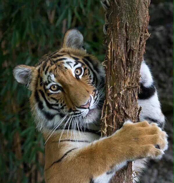 tigercumpsty's tweet photo. We fight but we R one with each other. https://t.co/f5NcohNoPE