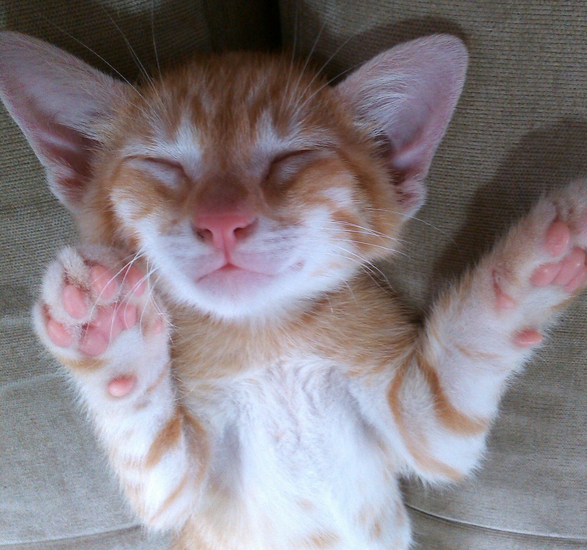 cat_boni's tweet photo. Bom diaaaa... Miiiaaauuu... não consigo acordar... ainda bem q a sexta-feira chegou... chegou??? Nem vi... Miiiaaauu https://t.co/sGpf1MkDzu