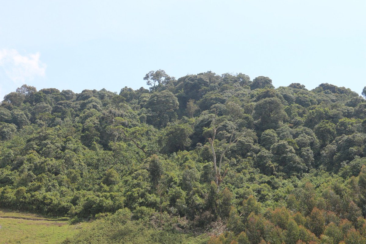 LAFRECProject's tweet photo. #LAFREC in the News: Project invest in rehabilitation of #Gishwati-#Mukura Forests   https://t.co/hHCBlb9IrM https://t.co/amsKcpsTe9