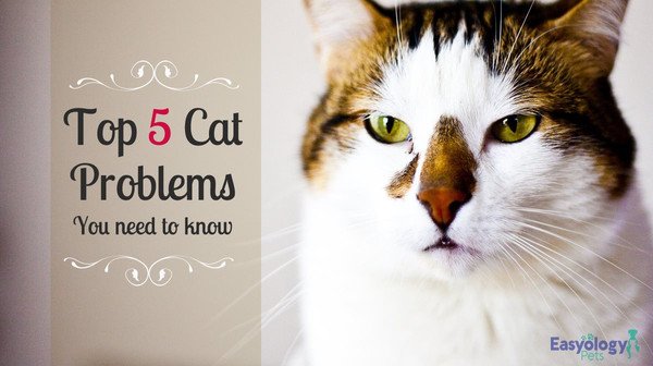 easyologypets's tweet photo. To know top 5 cat problems just check this out: https://t.co/v6nYvzYRgC
#cats #catsproblem #kitty #easyologypets https://t.co/XrscVj0ywi