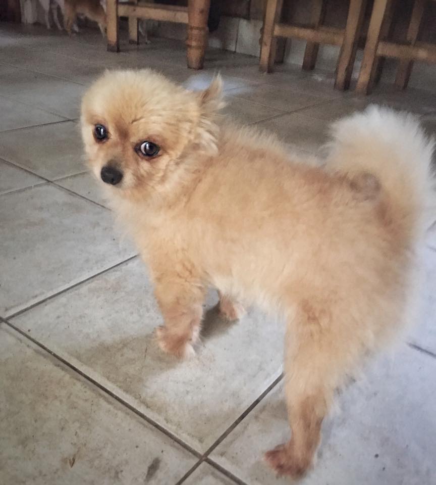 UKRescueDogs's tweet photo. #Shropshire @HilbraesDogs Teddy – 4/5 years old, enjoys a fuss once he knows you, ... https://t.co/G7sQLHheQs https://t.co/xLIotRkGFp