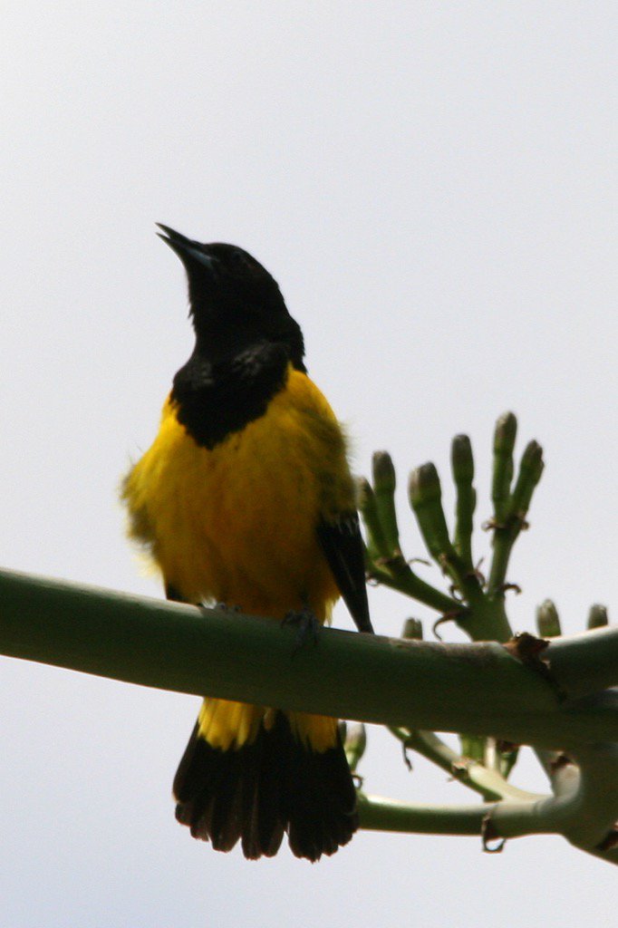 PhoebsJen's tweet photo. Scott's Oriole - Boyce Thompson Arboretum #AZ #birds https://t.co/iTr7n3fZsL