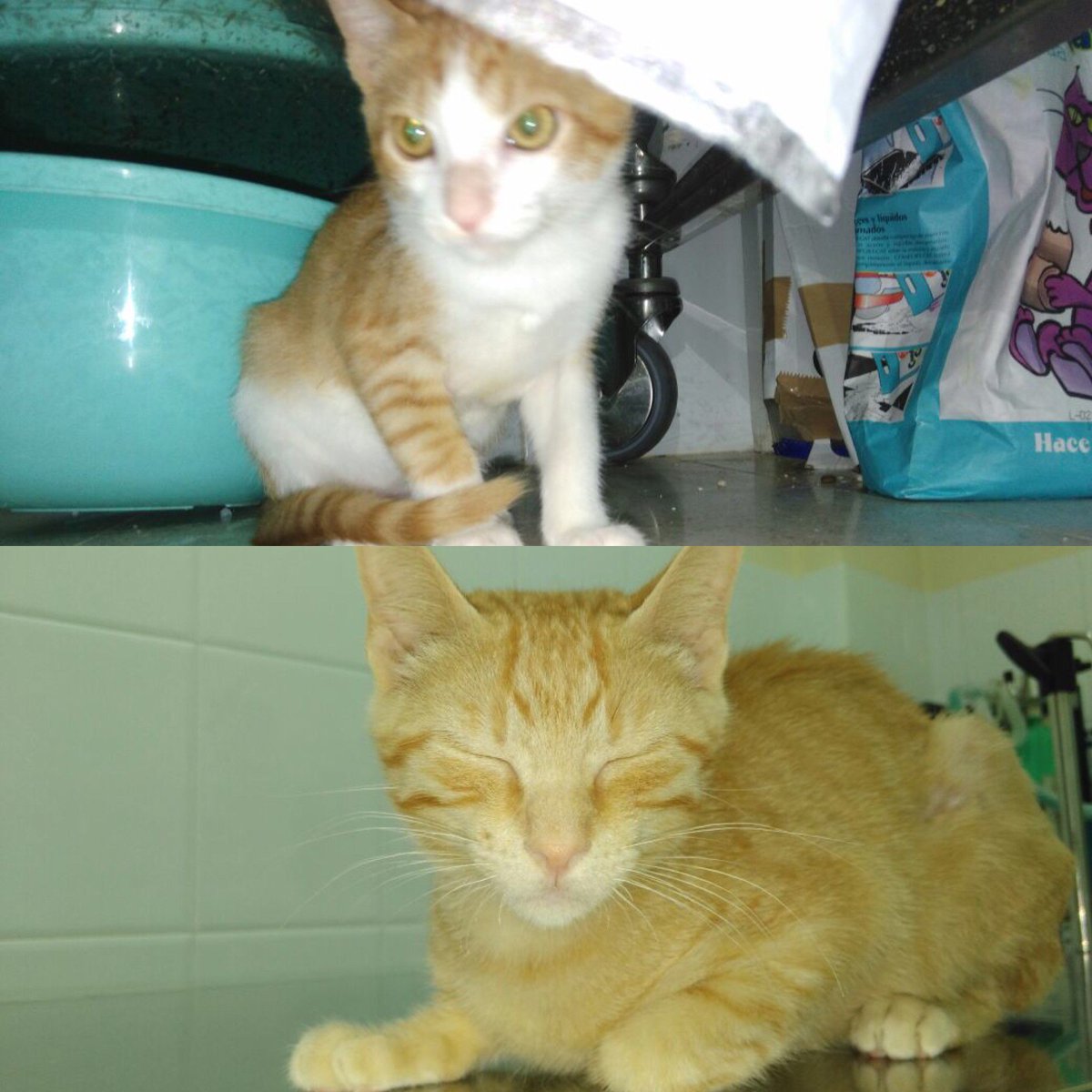 DefensaAnimalZA's tweet photo. Necesitamos AYUDA ECONÓMICA para continuar testando de inmuno y leucemia a gatos acogidos ➡ https://t.co/zxuZu5AXiP https://t.co/tkiYY57sID