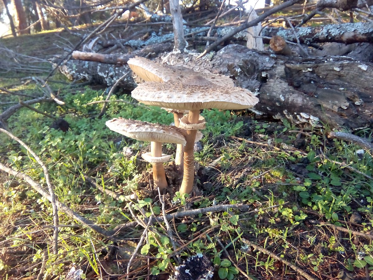 GuadarramaCIN's tweet photo. Hemos encontrado esto cerca de nuestro Centro #micologia @MMicologicas @Micologa1 ¿Alguna idea de qué son? https://t.co/qJUHd08gi0