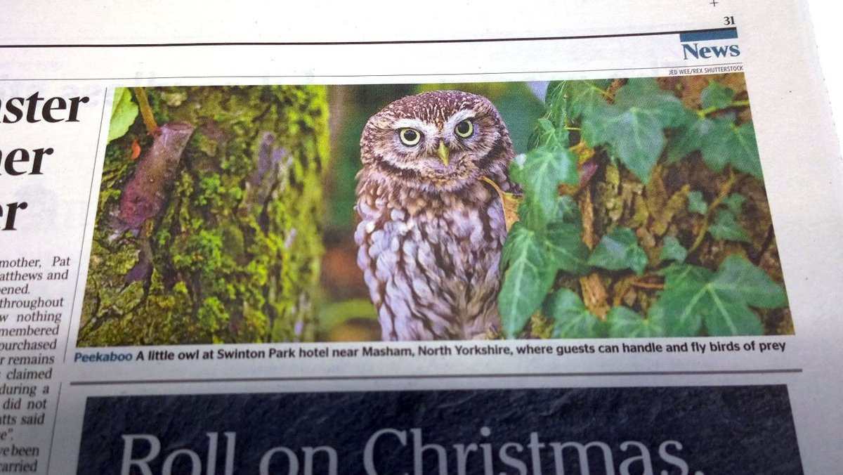 DeanMurraySWNS's tweet photo. An Autumn owl by the talented @jedwee in @TimesPictures today! https://t.co/7SPjQqN2qv