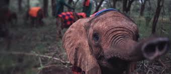 SheldrickTrust's tweet photo. Watch our powerful film showing what we’re doing to help #elephants https://t.co/Bjz2FVU6rs https://t.co/fl5ui4HkI6
