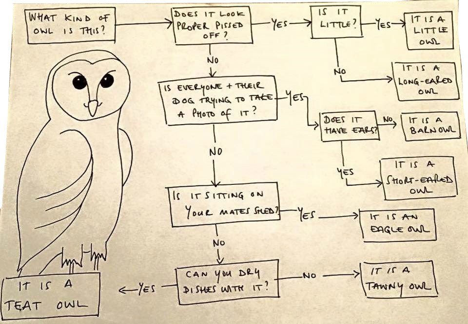 BirdLife_News's tweet image. Best owl identification guide we've seen so far! 😄 @PeteMRCooper @ProbableBS #TGIF #OWLGORITHM #birds
