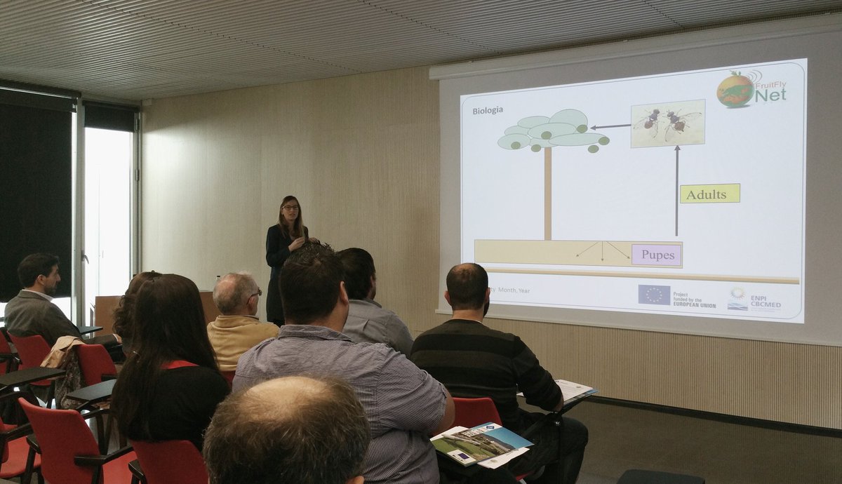 tonapou's tweet image. Na @Mar_Leza_Salord explica la biomorfología de la mosca de l'oliva a la jornada d presentació del p. @FruitFlyNet