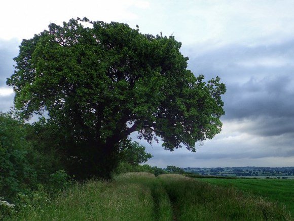 priorypressltd's tweet photo. Show your support for a national tree register. https://t.co/JcsR31HRP4 #saveourtrees #recycle #woodlandtrust #trees https://t.co/jdKftTyNBG