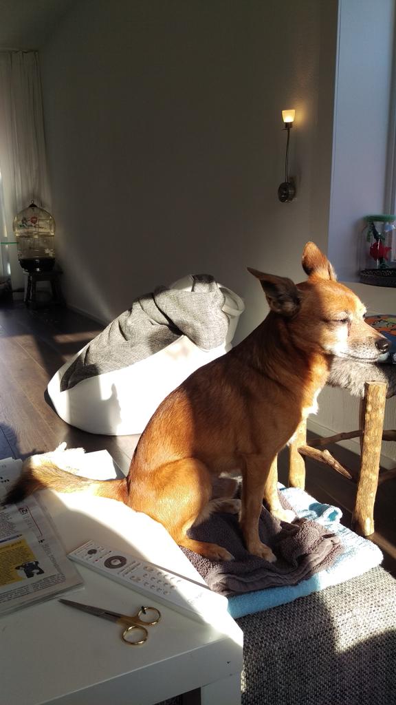Moekuzz's tweet photo. @nn_nederland haha ja, uiteindelijk wel. Hij wilde naar zijn favoriete boompje denk ik 😄 #GeenProbleem https://t.co/m937Z3rFfu