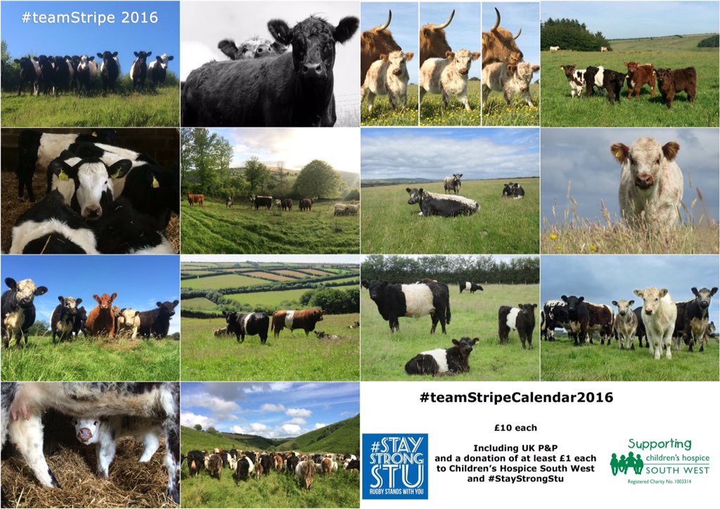 newlandfarm's tweet photo. @CCRI_UK @davidlongstreet @seed_ball @GrowerSquare #FF #CowCalendars #teamStripeCalendar16 https://t.co/aU62e5q4l9