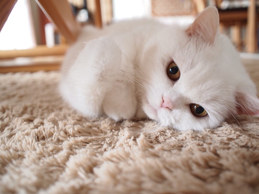 動物,犬,猫,しつけ,飼い方,育て方,病気,健康