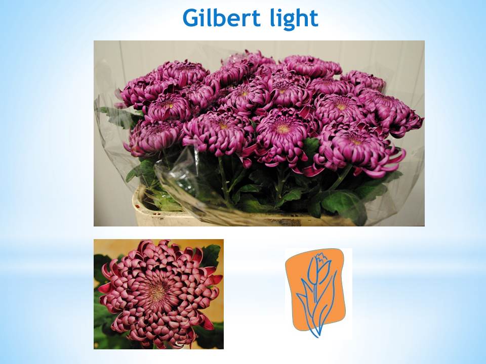 JcmVof's tweet photo. Chrysant gilbert light vanaf vandaag te koop bij floraholland Aalsmeer https://t.co/VHqLc9knzk