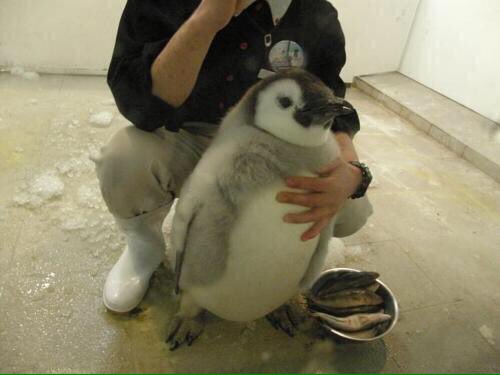 Twitter 上的 つくね工房 Cx Mezamashi 時期が来たら 皇帝ペンギンの赤ちゃんを見て触って来て下さい 親とは似つかないフワフワ のモフモフの さすがに皇帝ペンギンだけありまして子供でもデッカイですが 抱いて見たいので 代わりに抱いて来て下さいねぇ