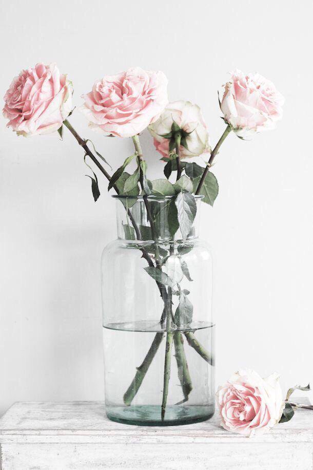 FlowersL_'s tweet image. Pink rose : " I'm grateful for your existence". 💕 #flowers #pinkrose #flowerslanguage