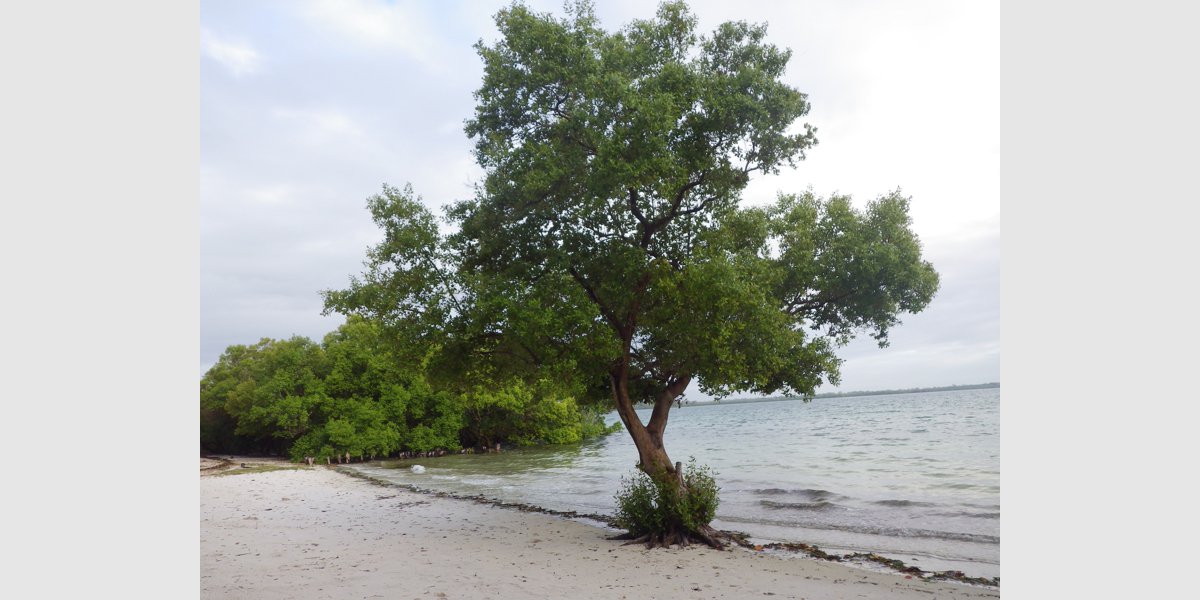 Gurdur's tweet photo. #TreesEatingThings, #TreesStoreTime. If you leave them alone, trees (mangroves) will even take on eating the sea. An old photo of mine, from Mafia Island, Tanzania.
https://t.co/GF92gaExvC