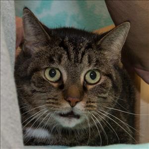 mhumane's tweet photo. Please RT! These cuties are our longest residents and we'd love to see them get adopted this weekend! #adoptmhs https://t.co/rCvmsjQjSN