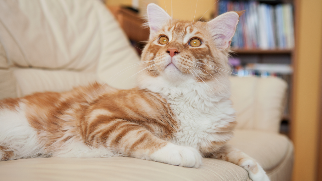 Flok havları ile kedi tımalamasına dayanıklı Nova'nın farklı renk alternatifleriyle tanışın: bit.ly/Fnova