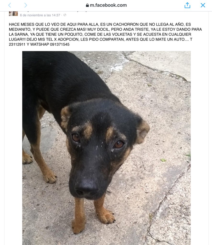 <a href="/pethelpuy/">Pethelpuy</a> <a href="/ANIMALHELPUY/">Mary Brown</a> <a href="/ASHcomUY/">Animales sin Hogar</a> <a href="/MascotasUruguay/">Mascotas en Uruguay</a> <a href="/ANMcomUY/">El Portal de las Mascotas</a> <a href="/AnimalesUy/">animales perdidos uy</a> @AnimalesUruguay