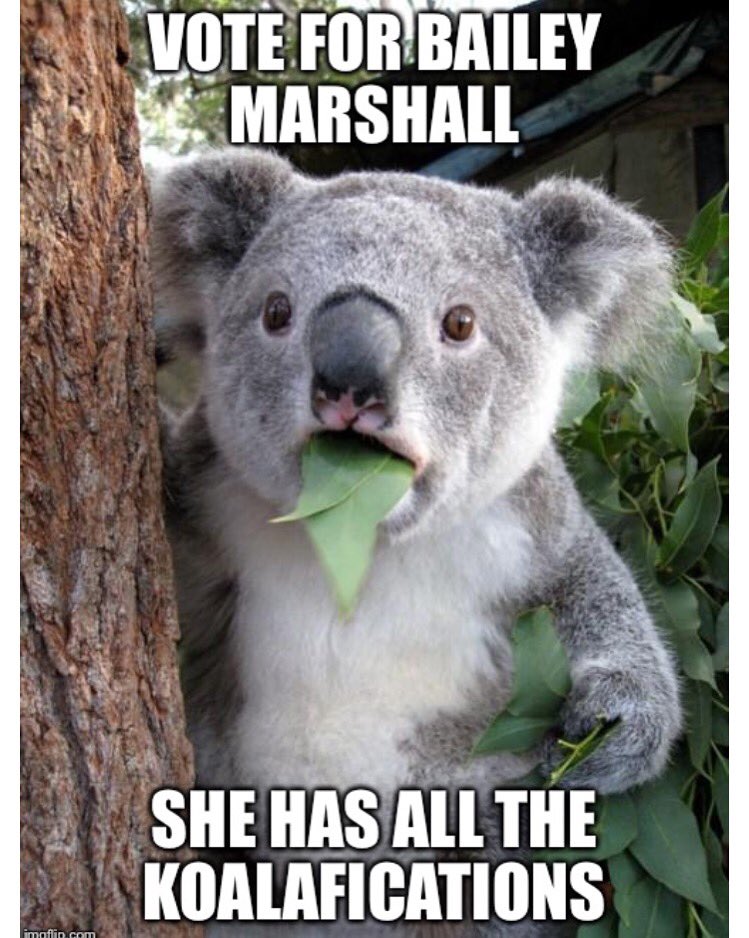 BaileyForSudCo's tweet photo. I'm probably one of the most koalafied person to be 1 of your student council representatives! #BaileyForStudCo2k15 https://t.co/b51Bcvrsn0