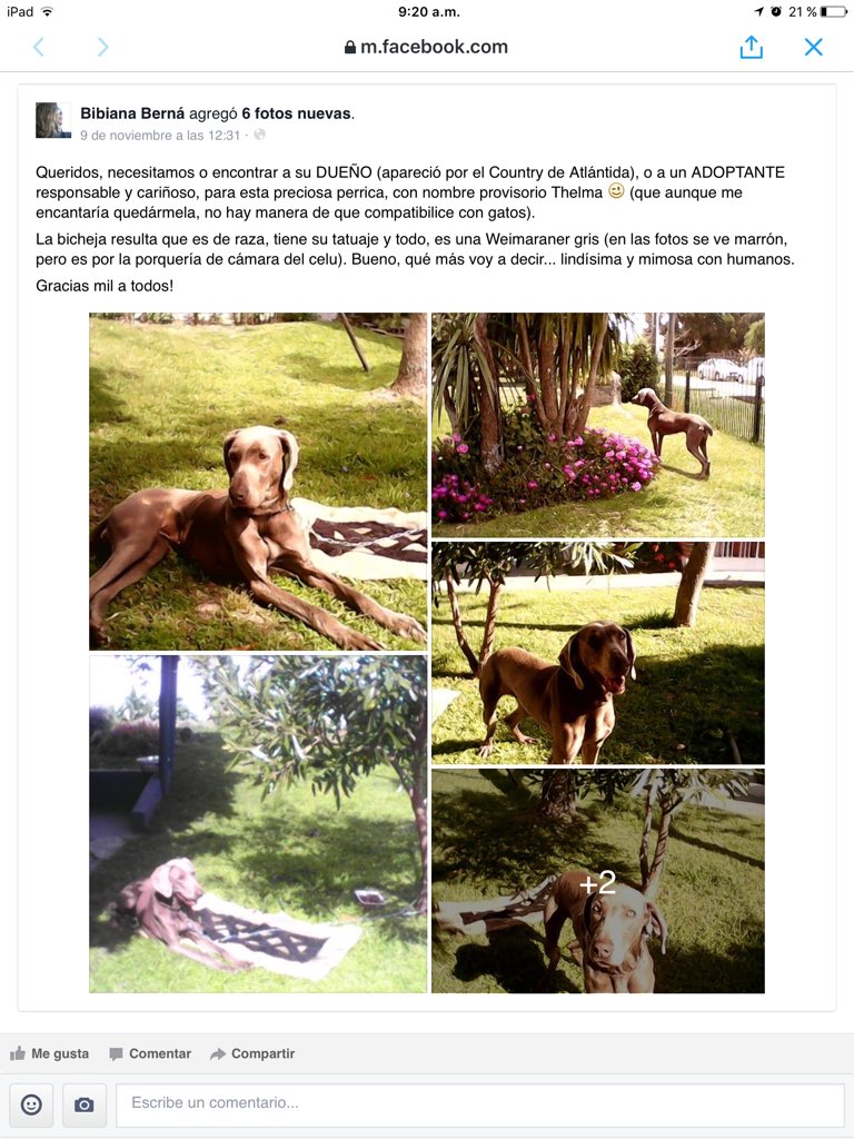 <a href="/pethelpuy/">Pethelpuy</a> <a href="/ASHcomUY/">Animales sin Hogar</a> <a href="/ANMcomUY/">El Portal de las Mascotas</a> <a href="/ANIMALHELPUY/">Mary Brown</a> <a href="/AnimalesUy/">animales perdidos uy</a> <a href="/MascotasUruguay/">Mascotas en Uruguay</a>
