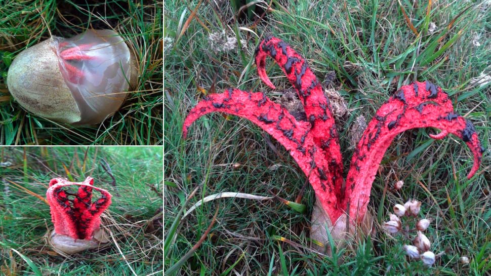 WTF. The Devil’s finger fungus hatches like a xenomorph nerdi.st/1lmWgHR by <a href="/sarahkeartes/">Sarah Keartes</a>