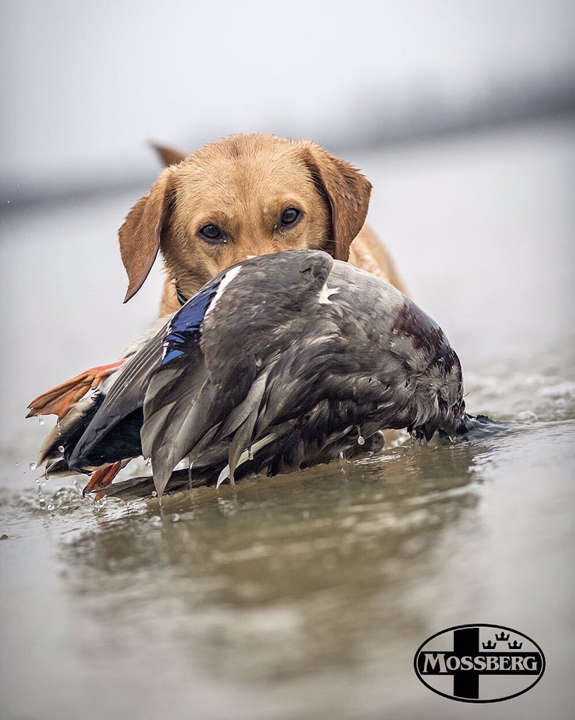 MossbergCorp's tweet photo. Mama Always Said I Had A Fowl Mouth. #guns #dogs #mossberg https://t.co/8UCLeXKaqZ