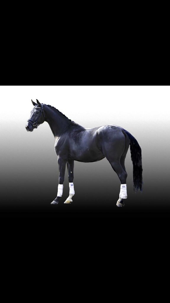 EquestrianFirst tweet picture