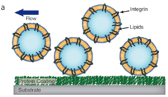 ManuelTHERY's tweet image. The first vesicle to bind a surface with cell adhesion proteins!
onlinelibrary.wiley.com/doi/10.1002/an…
#ArtificialCell