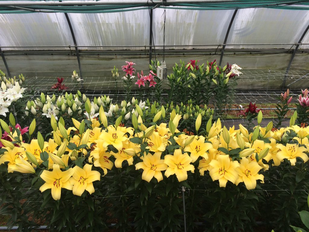 makbreeding's tweet image. OT Eldoret flowering
SHINE fb.me/4wQ2ivROE