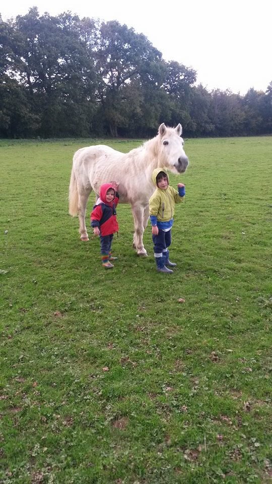 Please RT to find Stolen Pony from Dormans Park any info to <a href="/GenGenGirl/">Genevieve Youldon</a>