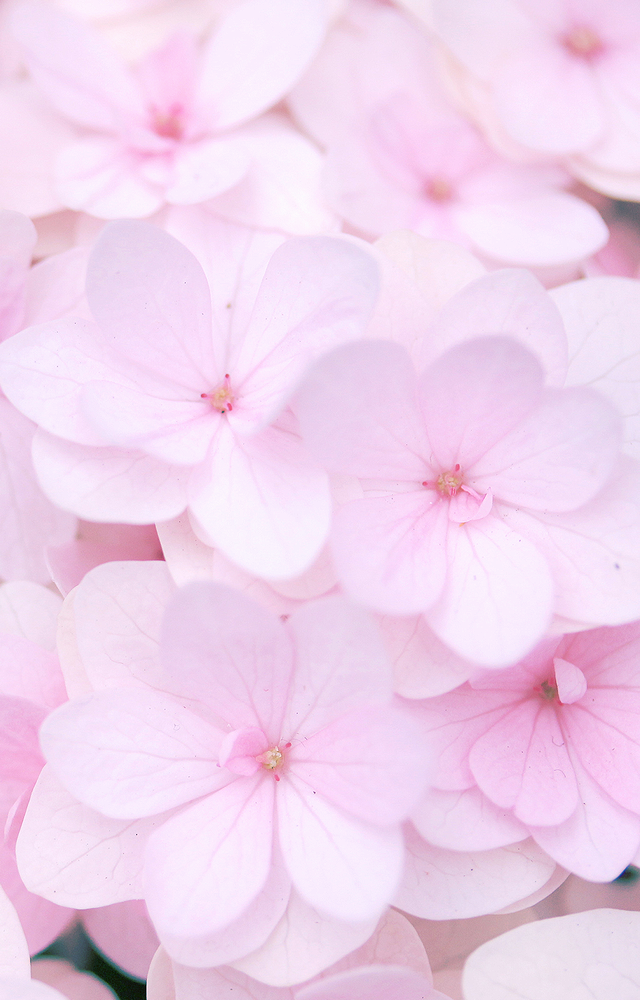50 花 待ち受け ピンク 最高の花の画像